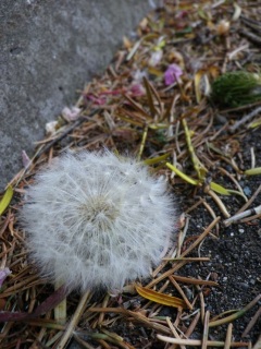 Ȗ